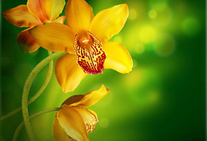 Fototapeta - Žlutá orchidej 4679